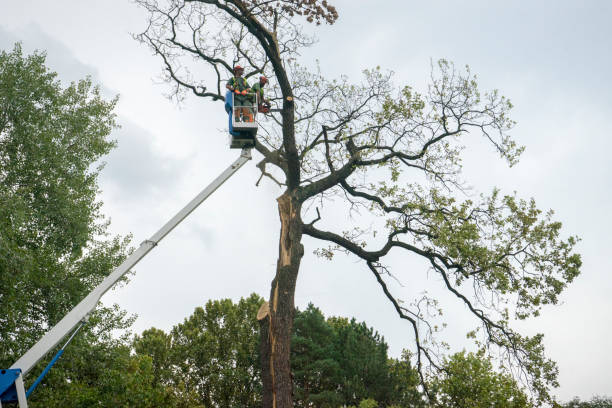 Best Tree Stump Removal  in Cape Girardeau, MO